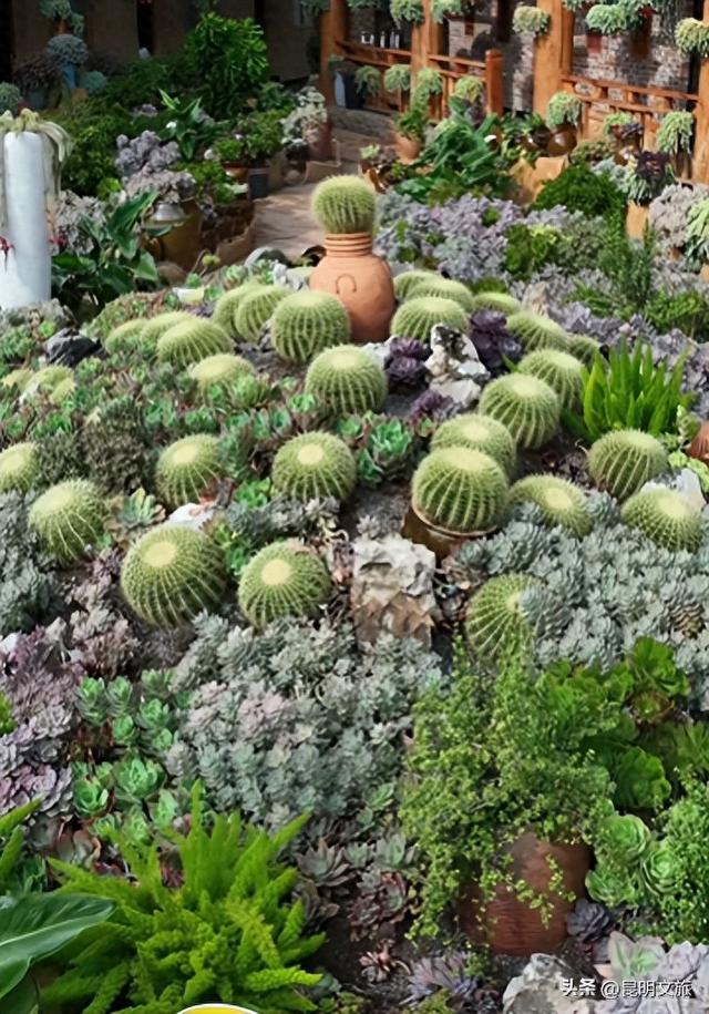多肉爱好者的天堂！快去张宜庄园邂逅多肉食光~
