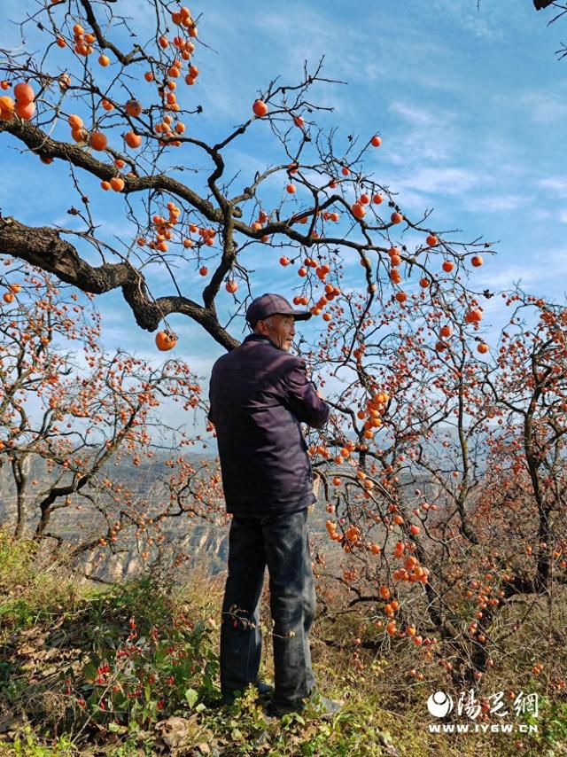 免费采摘引客来！咸阳彬州罗店村柿子红透啦