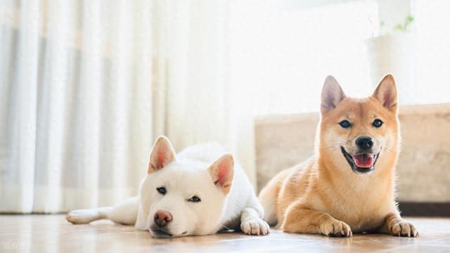 关于狗狗的资料（狗和犬竟然不是同义狗还有很多别名）