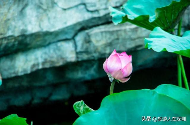 顺德逢简水乡游玩攻略，穿越百年水乡古村，邂逅岭南的诗意时光