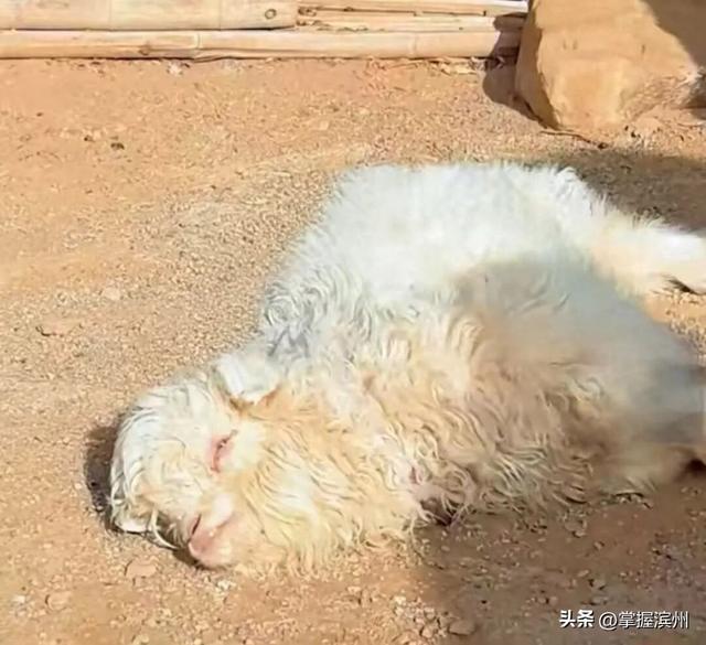 “装死”小羊身价飙至30万，专家：“装死	”非“演技”在线	，系因遗传缺陷，可以人工繁殖更多只