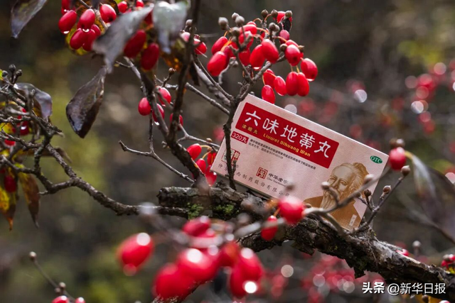 最是茱萸红满山！用一抹“红”开启2025仲景采摘季