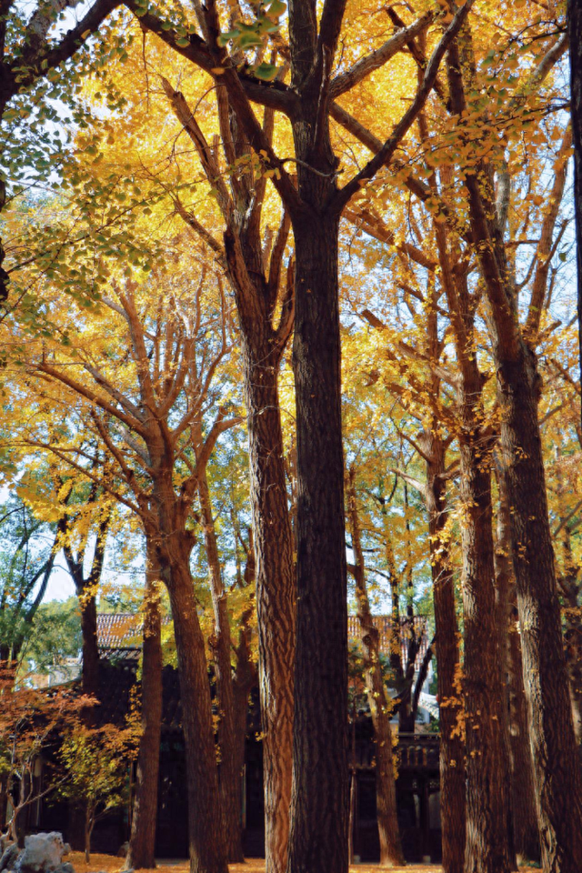生态科技新城冬日色彩：满城尽染“银杏黄”