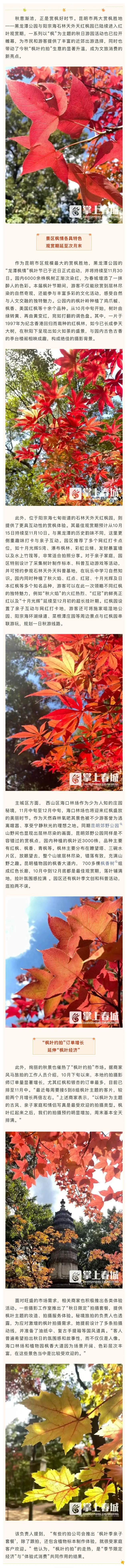 “枫景” 正当时 昆明两大赏枫胜地迎来最佳观赏期带动“枫叶约拍”消费热潮