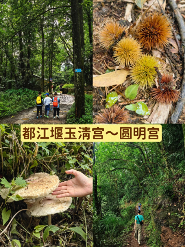 闯入青城山秘境！人少景美适合亲子徒步，还有成都最贵斋饭50元