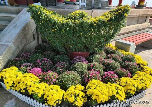 【乐游烟台】烟台·塔山第三届“菊世无双”主题菊展即将开幕！