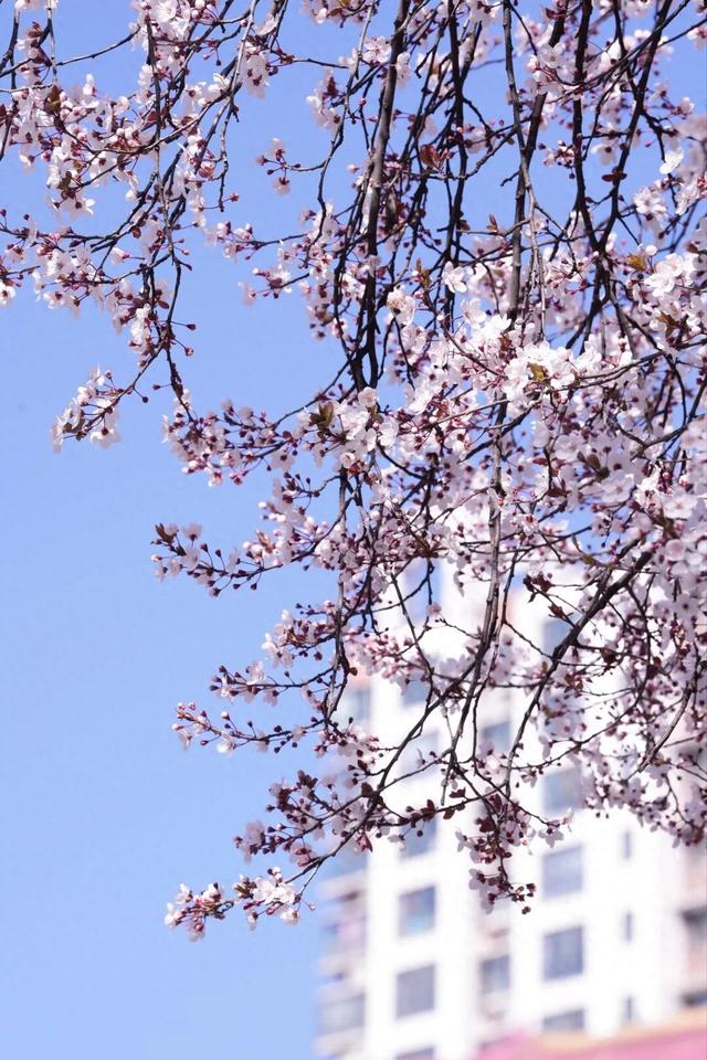 徽县：三月里的花事，温柔了金徽大地