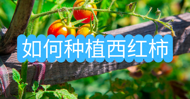 如何种植西红柿（如何种植西红柿）