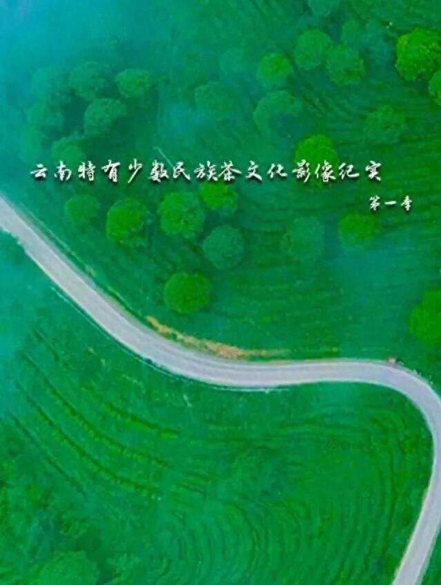 凤凰卫视播出！云南少数民族茶香飘向世界