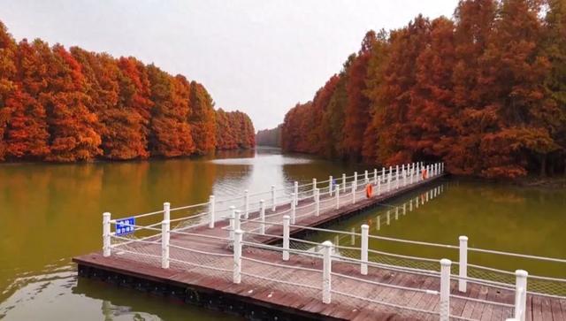 红叶映海湾，赏景正当时：上海海湾国家森林公园红叶节启幕