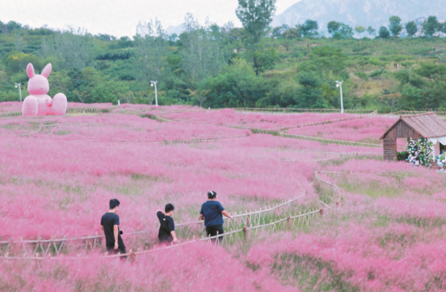 粉黛花海引客来