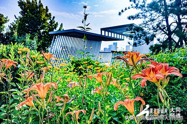 探访萱草花园 邂逅夏日浪漫