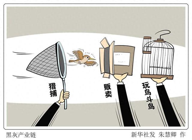 织密法治之网护飞鸟：猎捕、售网皆违法，案例直击！