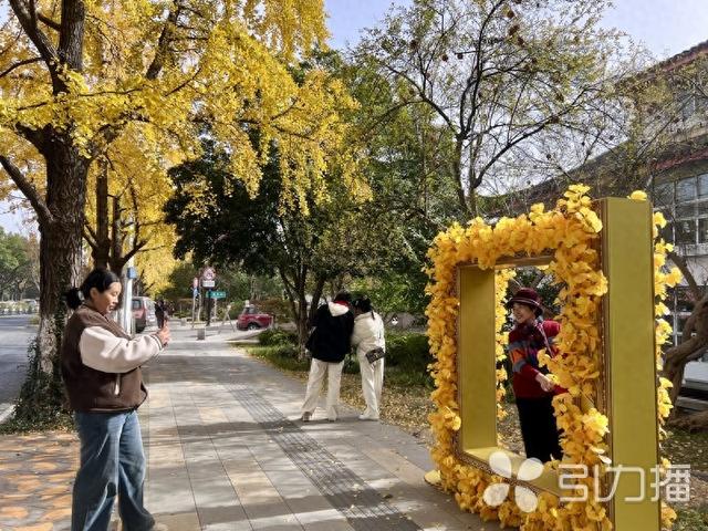 银杏打卡装置亮相，苏州“网红街”吸引力再升级