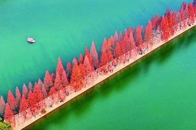 水杉披红引客来