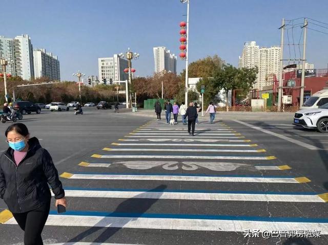 库尔勒的斑马线上“游”出了一群天鹅