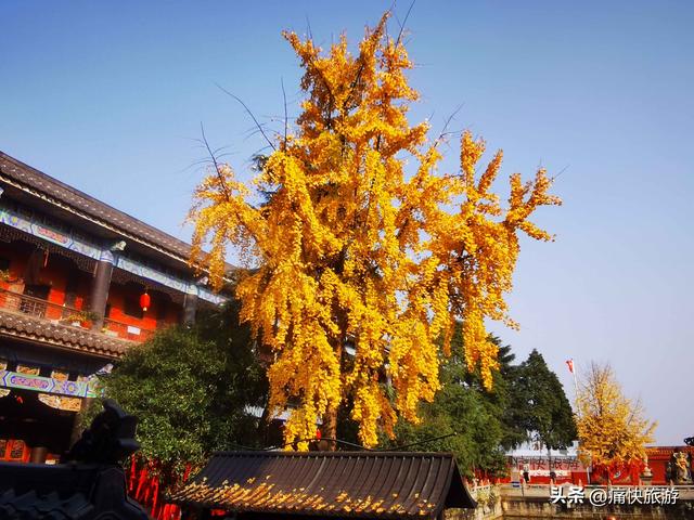 银杏黄了，自贡天池寺秋意登场！
