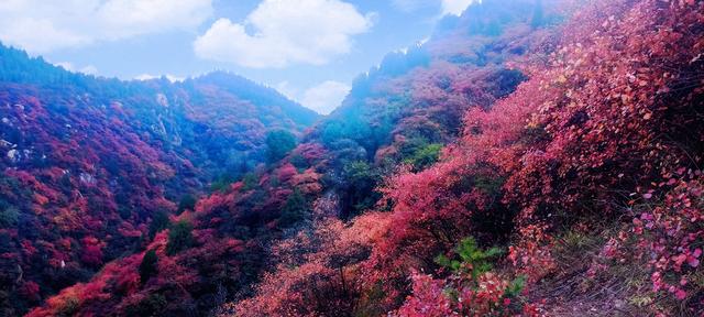 骊山红叶似火 车辆行人如织