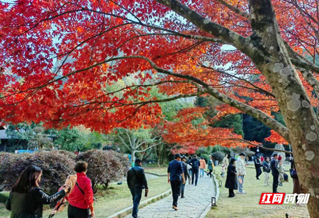 “霜叶红于二月花” 张家界国家森林公园初冬绚烂枫叶迎客来