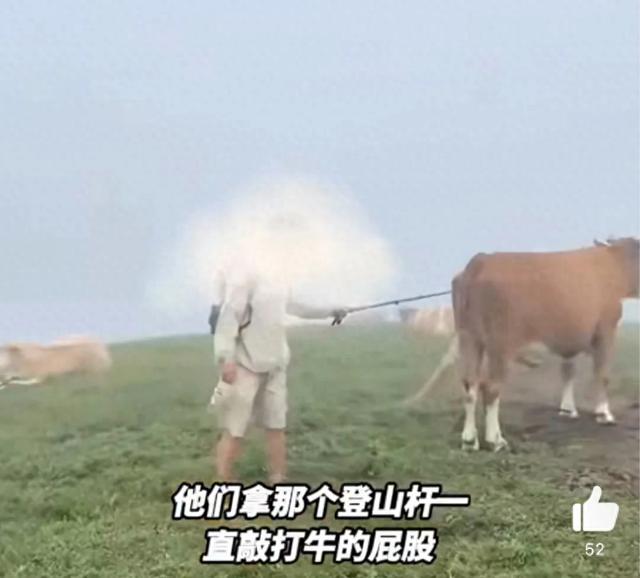 景区回应游客打牛屁股坐牛背被围攻