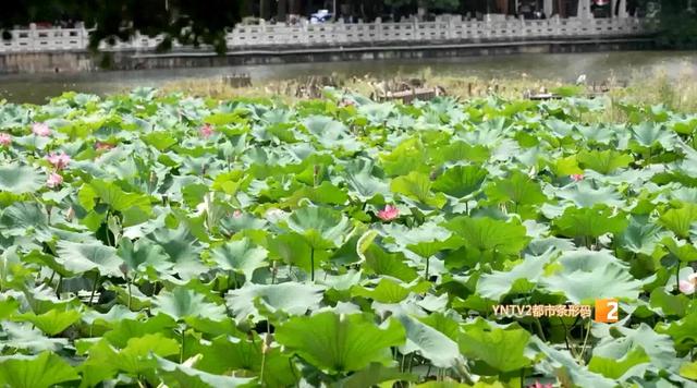 原来翠湖还能这么玩！带你解锁三种隐藏玩法，这样玩才够地道