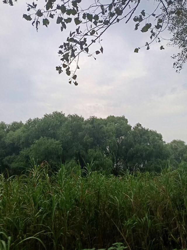 马鞍山去哪玩？薛家洼，长江边上的天然氧吧&游玩建议