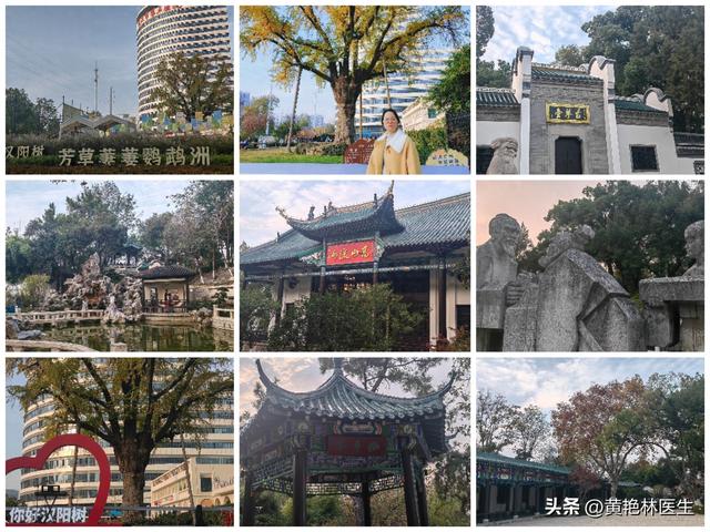 寻访汉阳树，感怀古琴台