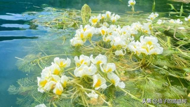 七十响礼炮震彻都安，千层岭间漫卷乡愁：七秩辉煌，你我共见