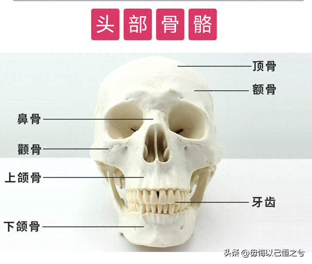人体组成主要成分是什么（人体结构功能系统）