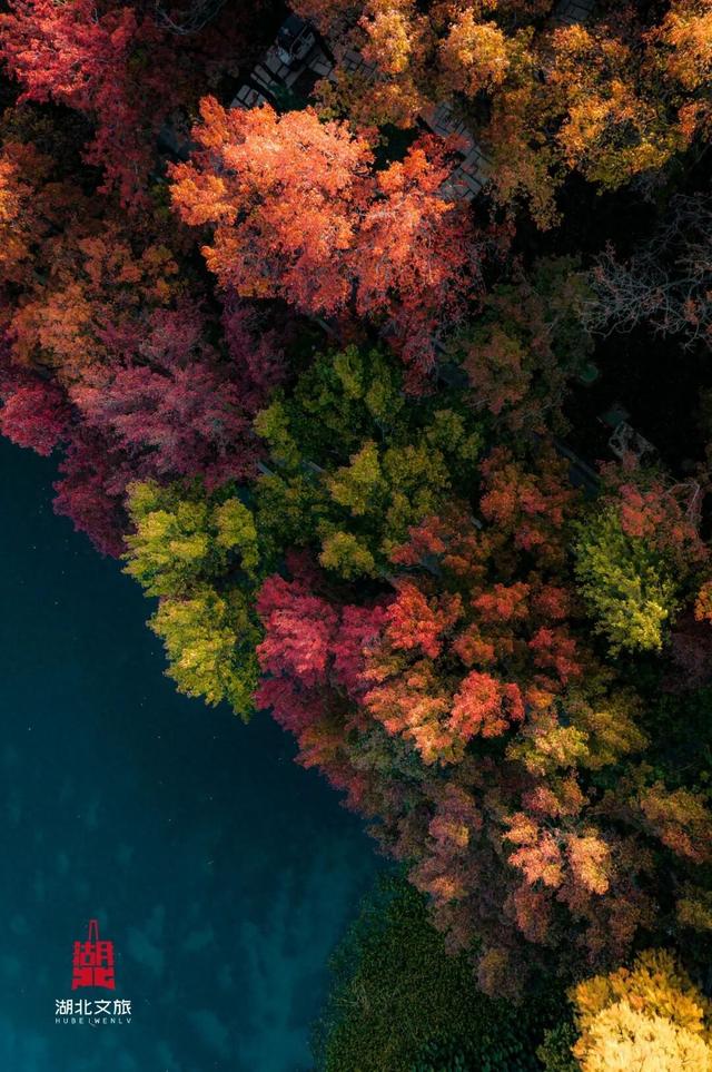 出片率100%！湖北的秋天太卷了