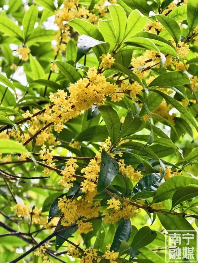 南宁秋天的第一缕桂花香,你闻到了吗? 南宁秋天的第一缕桂花香,你闻到了吗?