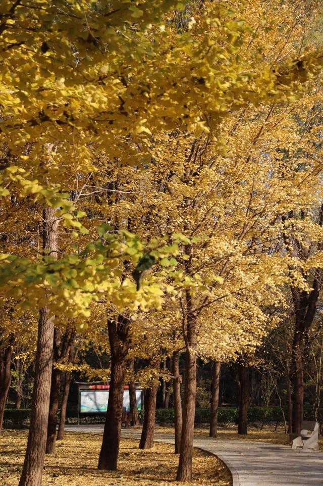 冬已至，秋未远，再赏一波王四营的秋——