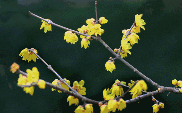 周末一日游 | 西安冬日8个免费赏腊梅好去处