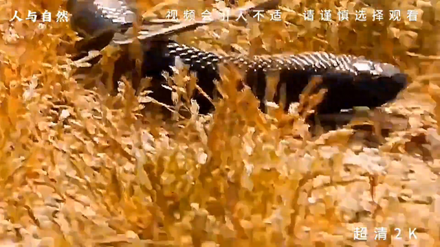 火影响尾蛇与蝎子（有乌稍还厉害吗 黑王蛇动物世界人与自然惊险时刻）