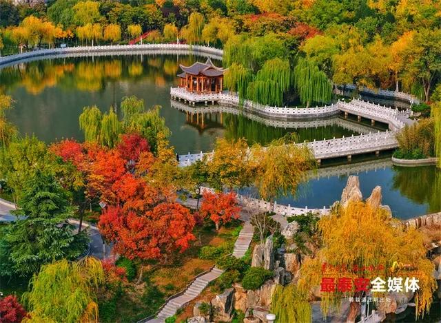 泰城深秋遍染金裳 斑斓画卷映眼帘