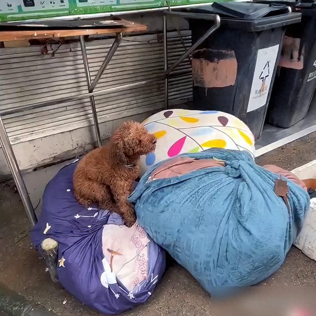 主人搬家把2只狗遗弃，狗狗守着行李不愿离开，它们还在等主人