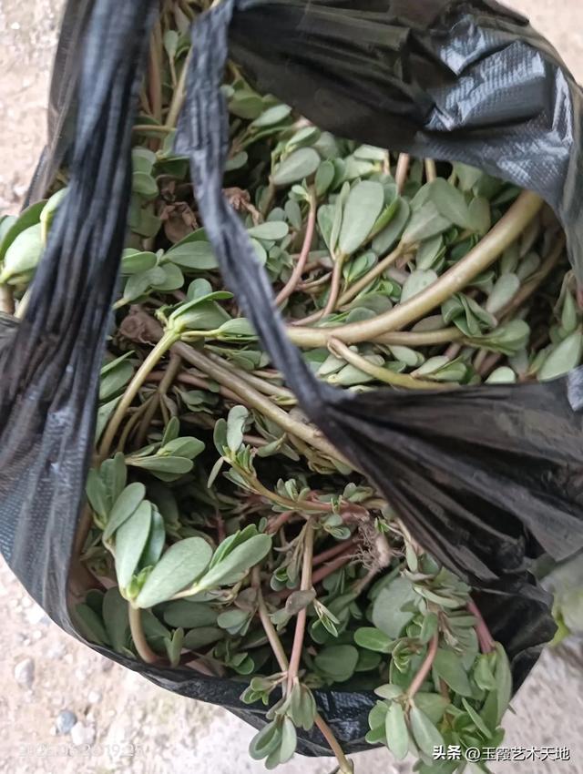 这样吃马齿苋更健康，更有营养，并且能够祛湿