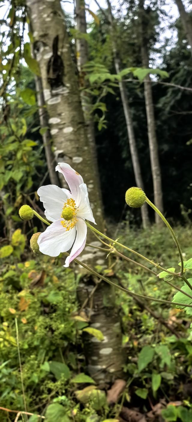 野棉花的几分侘寂