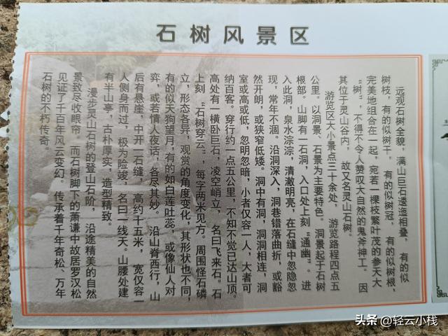 爬灵山石树感触到的（一）