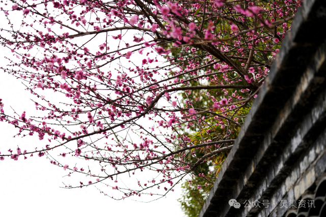 北渠畔的“胭脂雪”！兴安冬日的限定浪漫，美到心巴上~