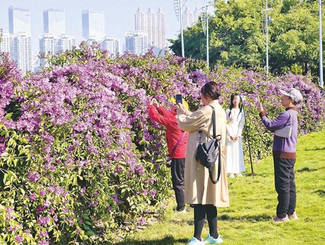 蒜香藤盛开 赏花正当时