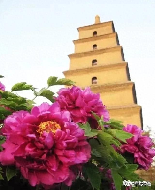 朱文杰：大雁塔的奇卉名木（上）