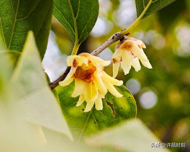 许昌冬日“顶流”美景上线，速来打卡！