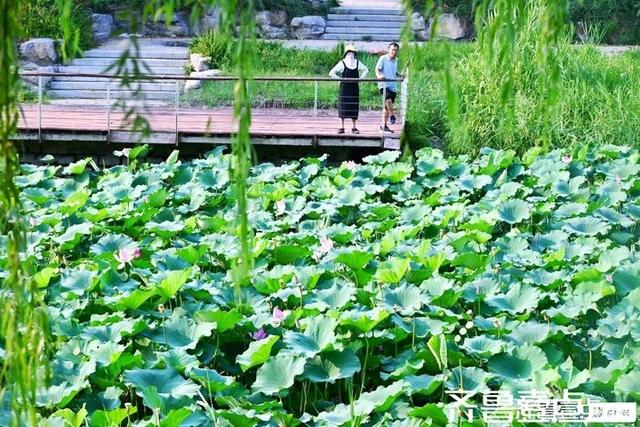 壹点号·秀山东｜济阳：黄河岸边，邂逅夏日清欢