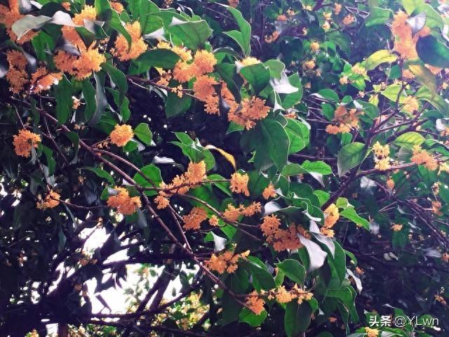 新西湖十景之一满陇桂雨攻略