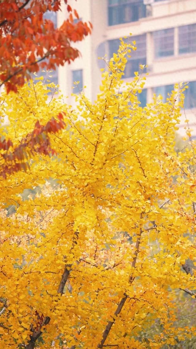 银杏黄了！氛围感天花板！快约上搭子冲！