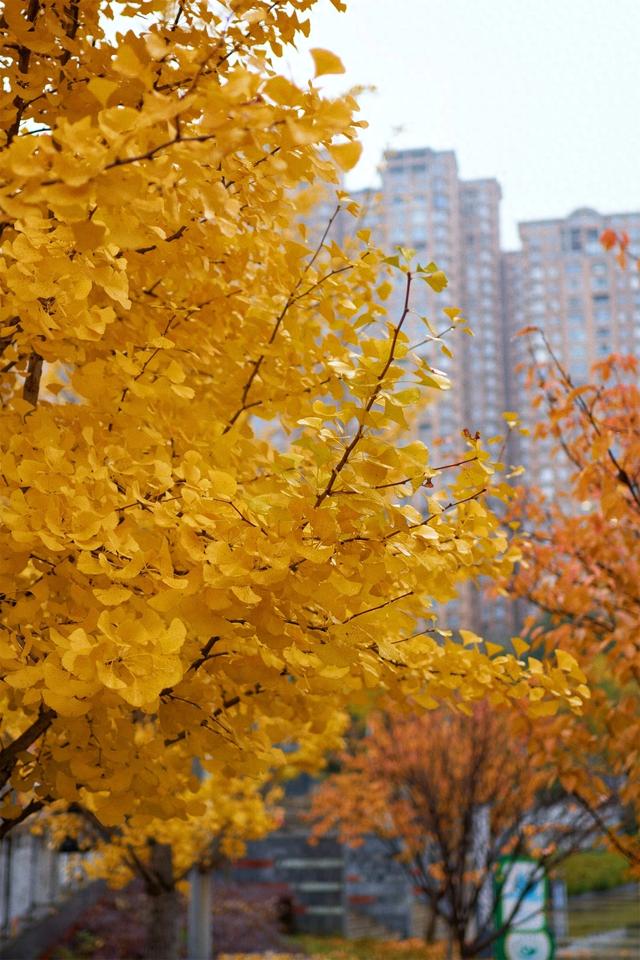 【天眼影像】来七星关拍冬日氛围感美照