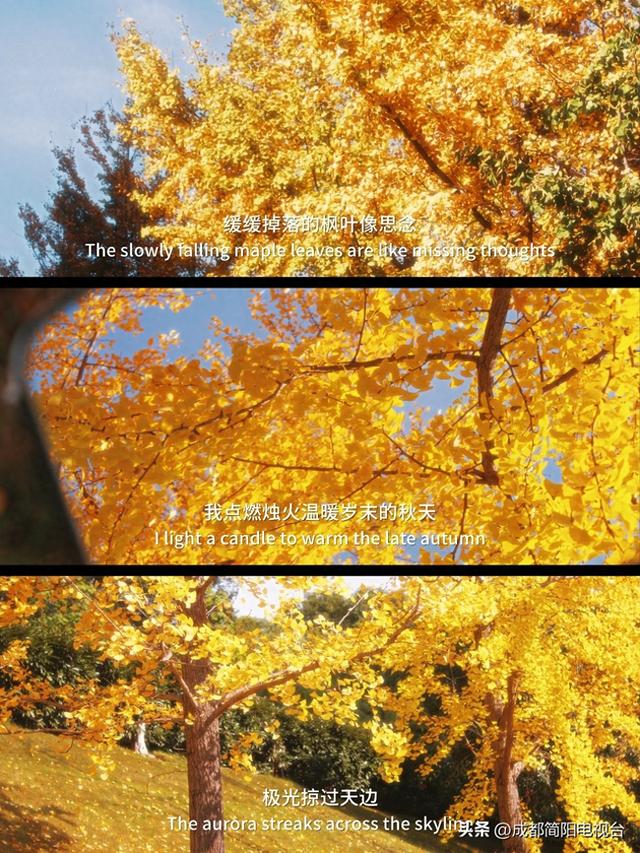 【图说·简阳】银杏浪漫成诗！邂逅限定款“金色之城”