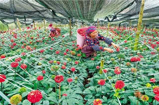 第十一届文山三七节将于11月7日启幕