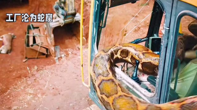 蛇窟逃生攻略（工厂内惊现巨蛇）